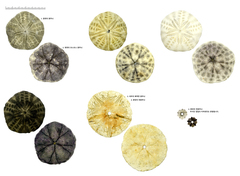 Scaphechinus mirabilis