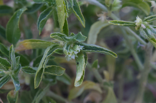Yuma Silverbush (Argythamnia serrata)