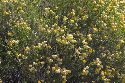 Rayless goldenhead (Acamptopappus sphaerocephalus)