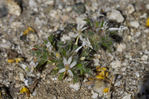 Schott's calico (Loeseliastrum schottii)