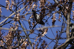 Pyrrhula nipalensis uchidai