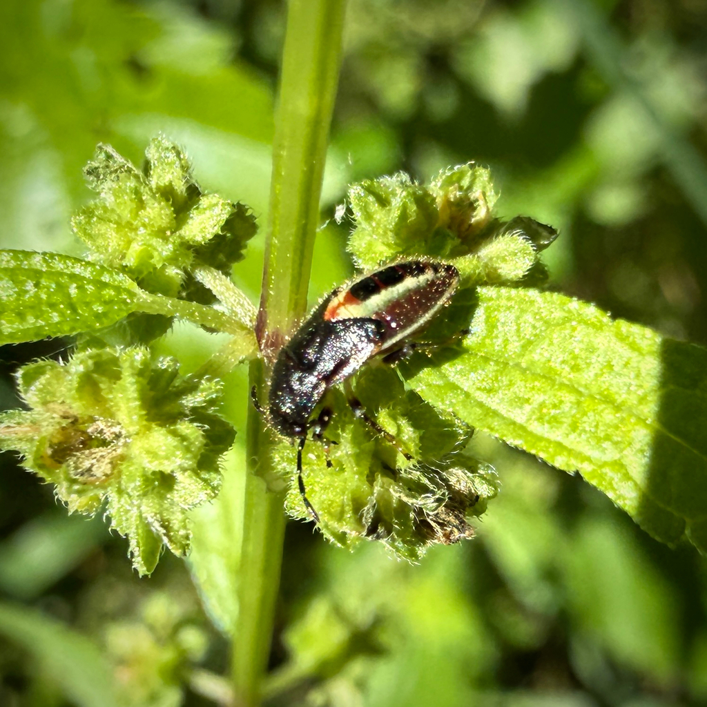 Heterogaster flavicosta