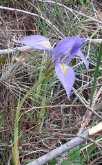 Iris unguicularis syriaca