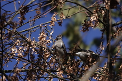 Pyrrhula nipalensis uchidai