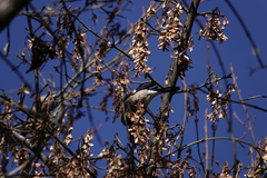 Pyrrhula nipalensis uchidai