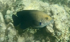 Hemiglyphidodon plagiometopon