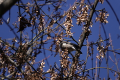 Pyrrhula nipalensis uchidai