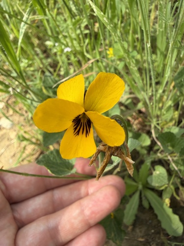 California Golden Violet (Viola pedunculata)