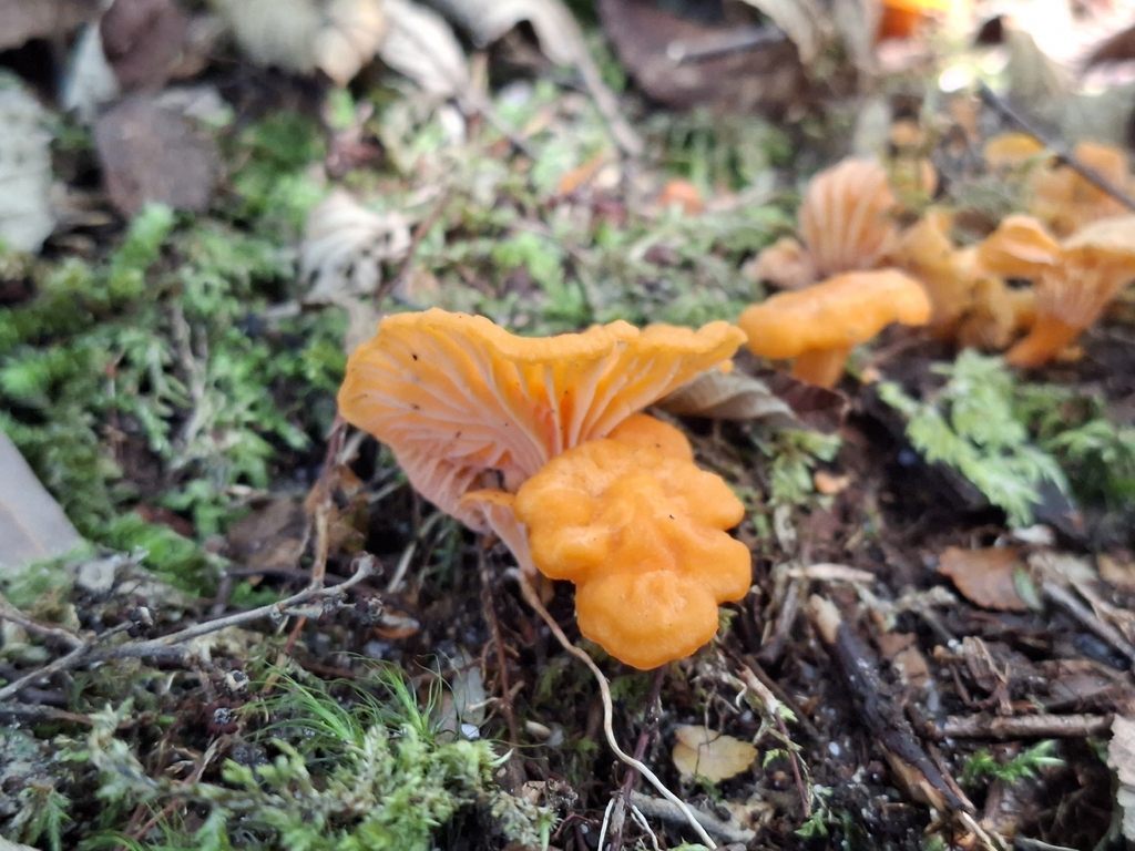 Cantharellus concinnus · April 2026 · photo: © tassietravelsblog (iNaturalist, cc0)