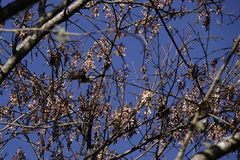 Pyrrhula nipalensis uchidai