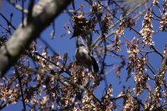 Pyrrhula nipalensis uchidai