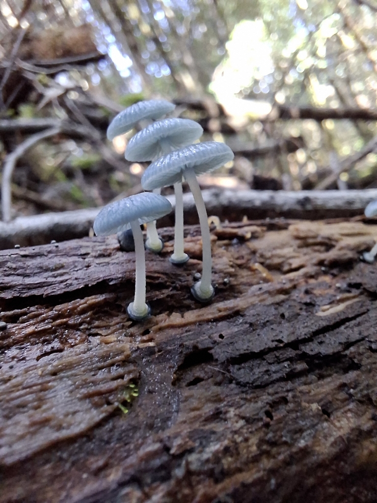 Mycena interrupta · April 2026 · photo: © tassietravelsblog (iNaturalist, cc0)