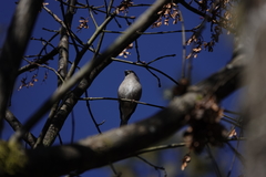 Pyrrhula nipalensis uchidai