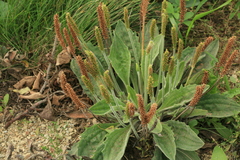 Plantago camtschatica