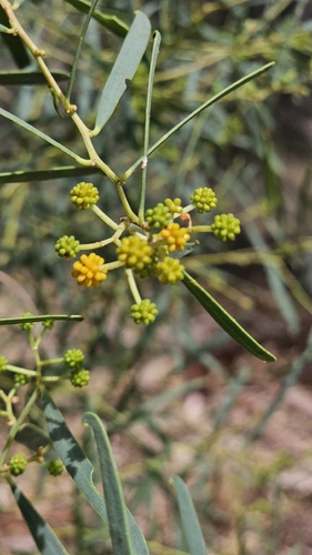 Dune Wattle (Acacia ligulata)