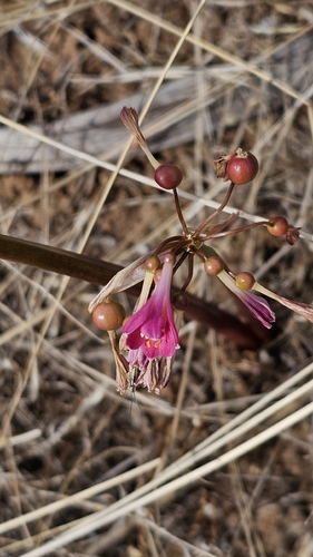 Garland lily (Calostemma purpureum)