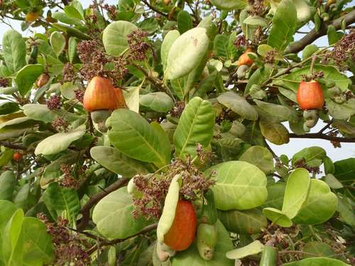 Anacardium occidentale image