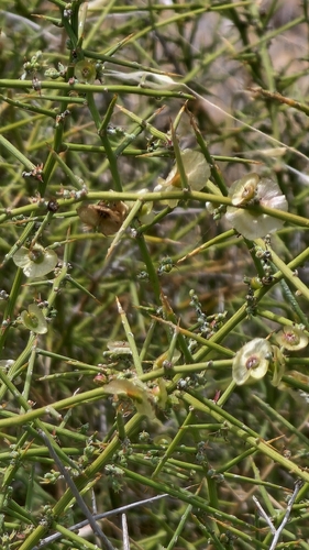 Leafless Bluebush (Maireana aphylla)