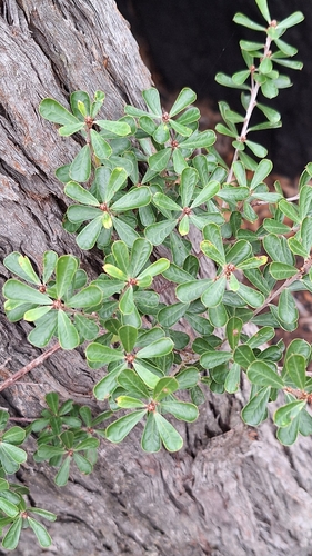 Large-leaf Bush Pea (Pultenaea daphnoides)