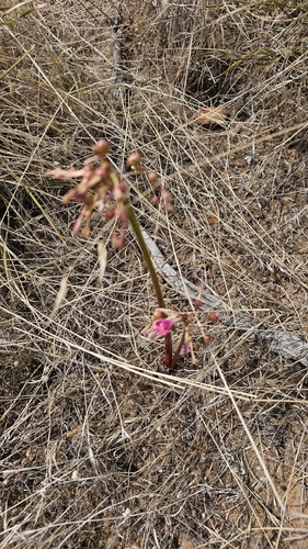 Calostemma purpureum, photograph 2