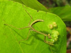 Stagmatoptera supplicaria