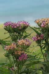 Saussurea acuminata sachalinensis