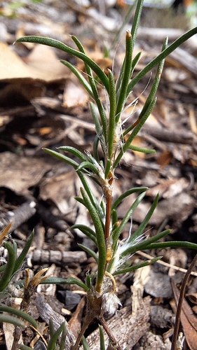 dwarf wire-lily (Laxmannia orientalis)