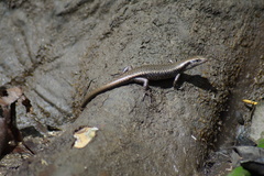 Emoia atrocostata