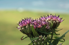 Saussurea acuminata sachalinensis