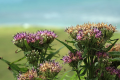 Saussurea acuminata sachalinensis