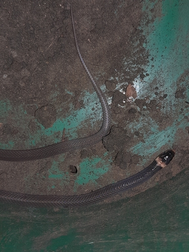 Photo of a Anatelo Forest Smooth Snake (Liophidium therezieni)