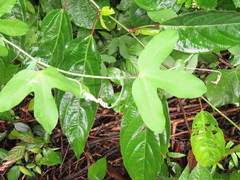 Passiflora tarapotina