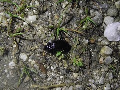 Coleoptera