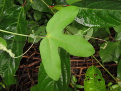 Passiflora tarapotina
