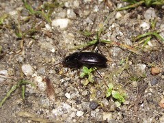 Coleoptera