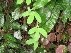Passiflora tarapotina
