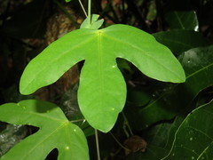 Passiflora tarapotina