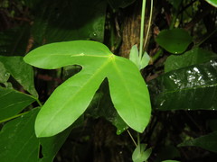Passiflora tarapotina