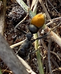 Myrmecia mandibularis