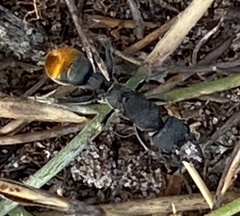 Myrmecia mandibularis