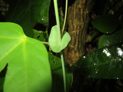 Passiflora tarapotina