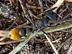 Myrmecia mandibularis