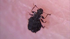 Latridiinae