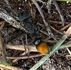 Myrmecia mandibularis