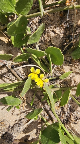 Sticky Goodenia (Goodenia varia)