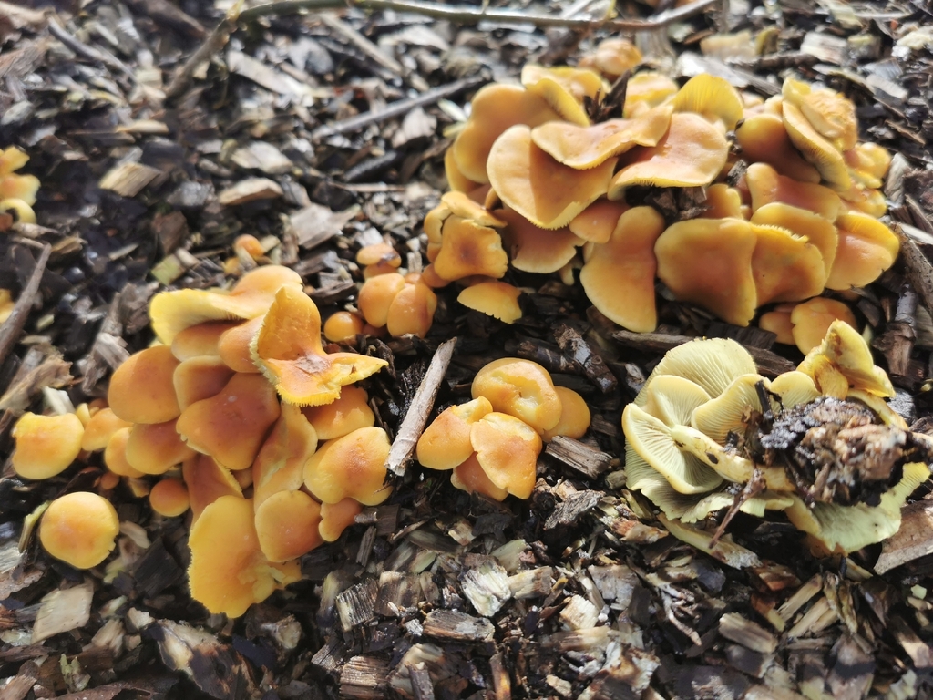 Hypholoma fasciculare · April 2026 · photo: © paulame (iNaturalist, cc0)