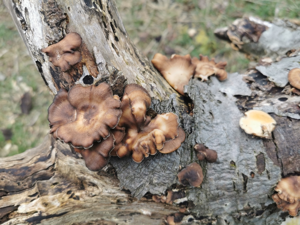 Lentinus brumalis · April 2026 · photo: © paulame (iNaturalist, cc0)