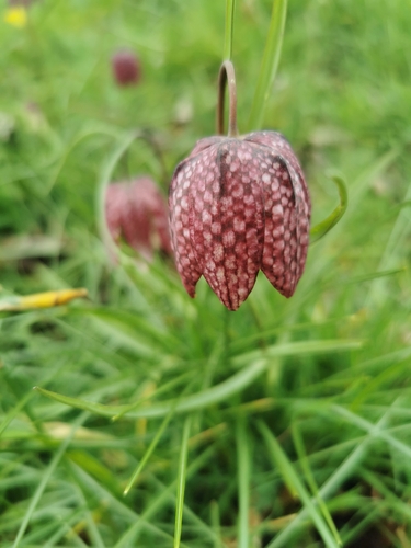 snake's-head fritillary (Fritillaria meleagris)