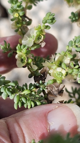 Short-leaf Bluebush (Maireana brevifolia)