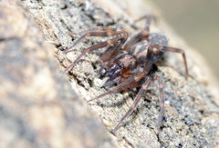 Liocranum rupicola